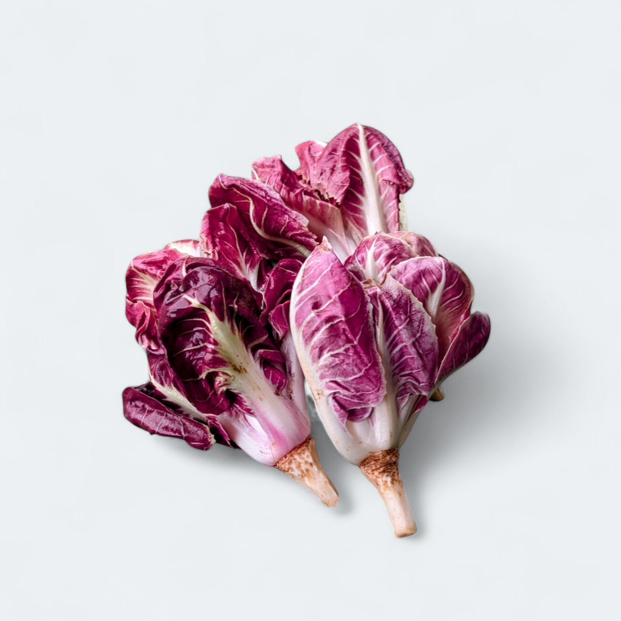 Premium radič Verona siljen - 250 g