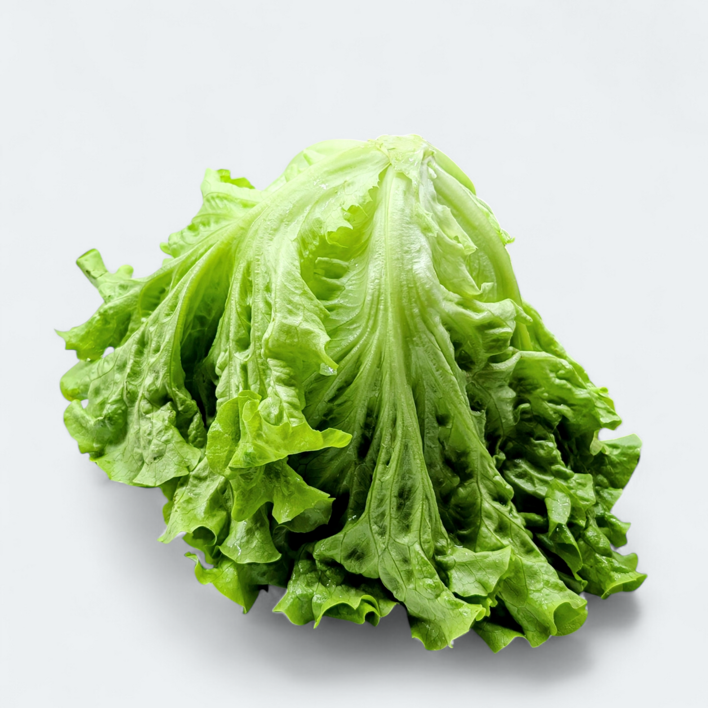 Solata ljubljanska Ledenka - 1 kos