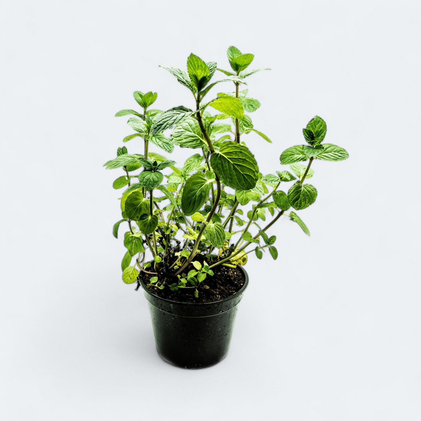 Maroška meta v lončku