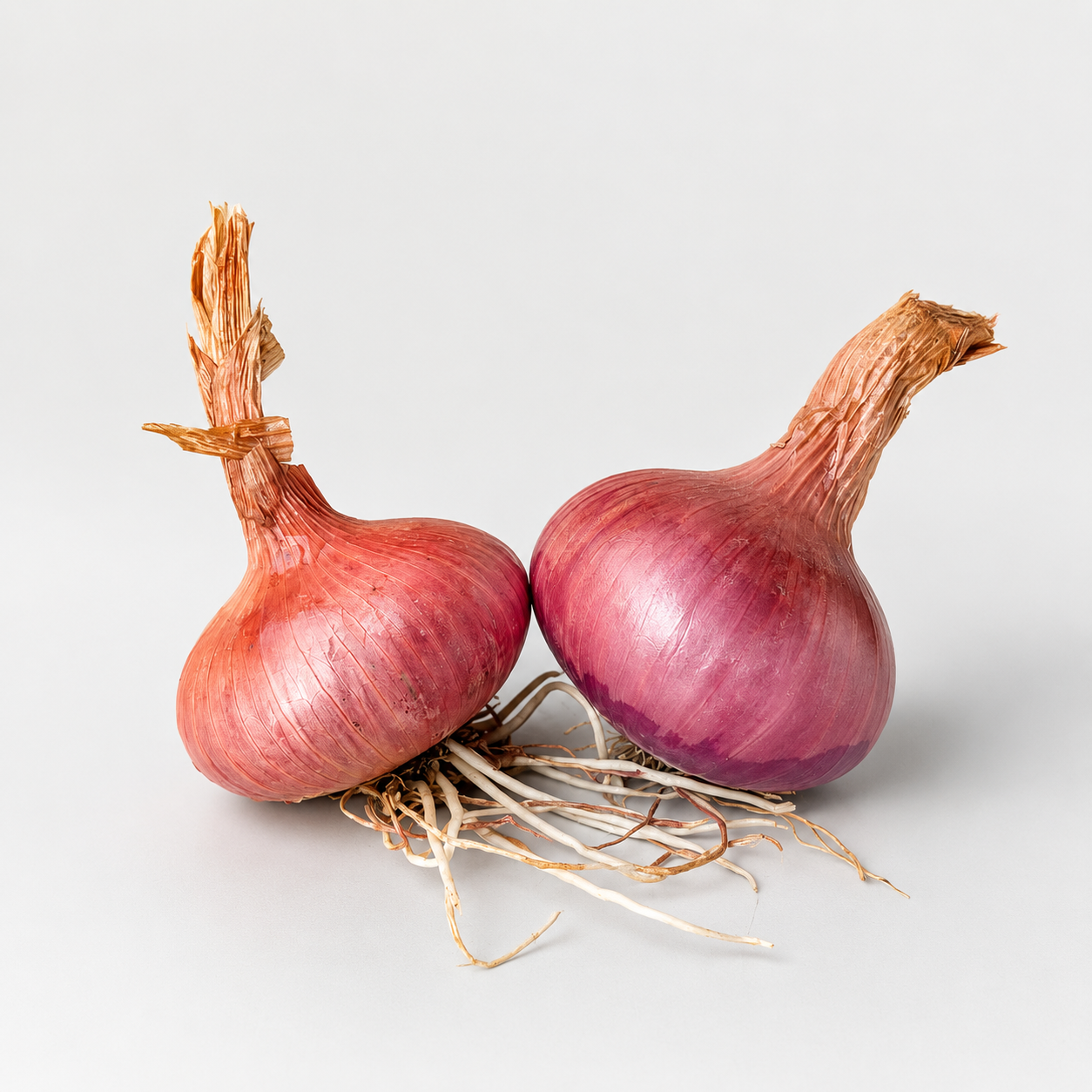 Ptujska čebula rdeča - 1 kg