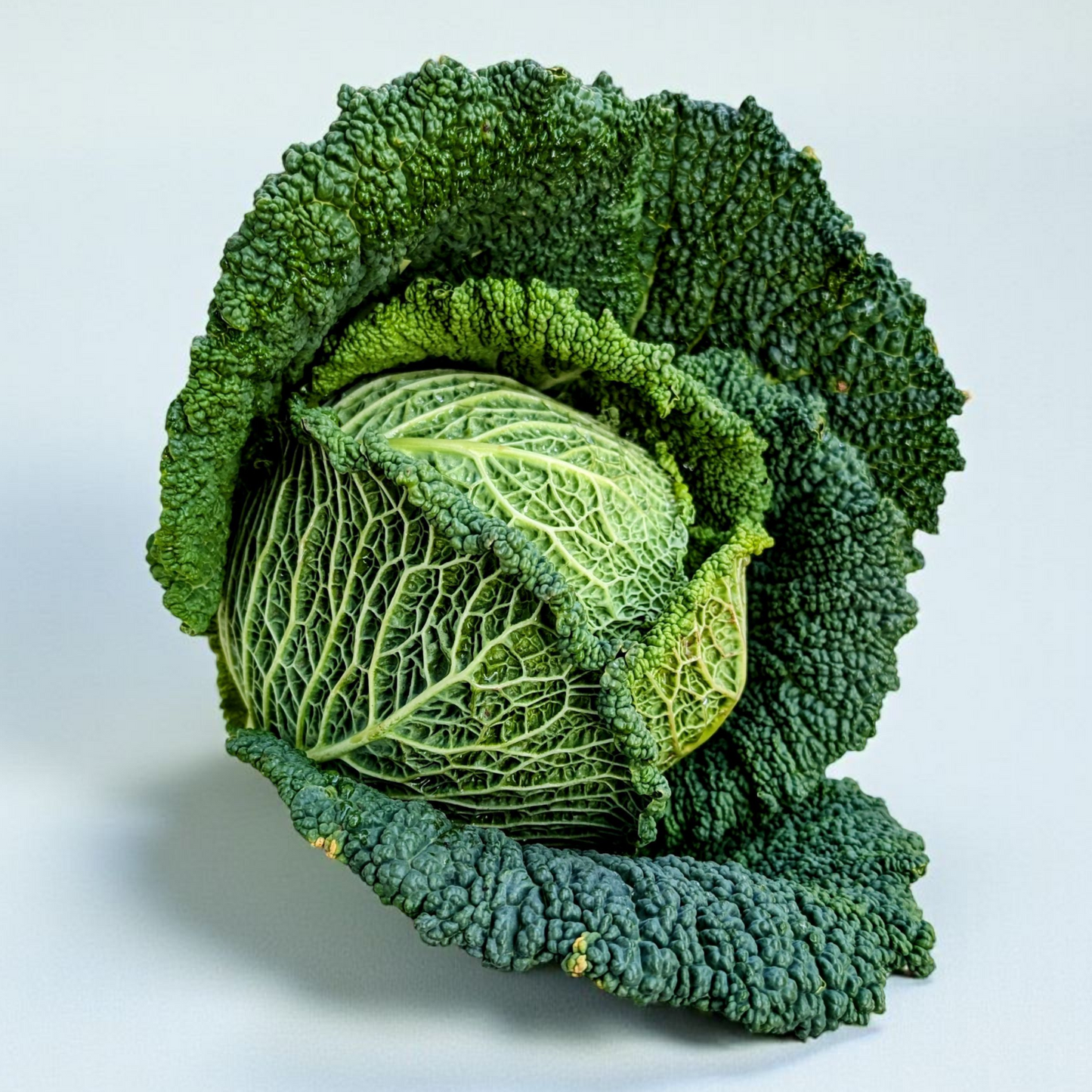 Domači ohrovt - 1 kos