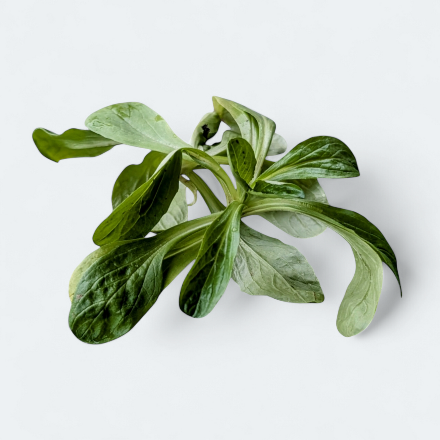 Premium ljubljanski motovilec - 250 g