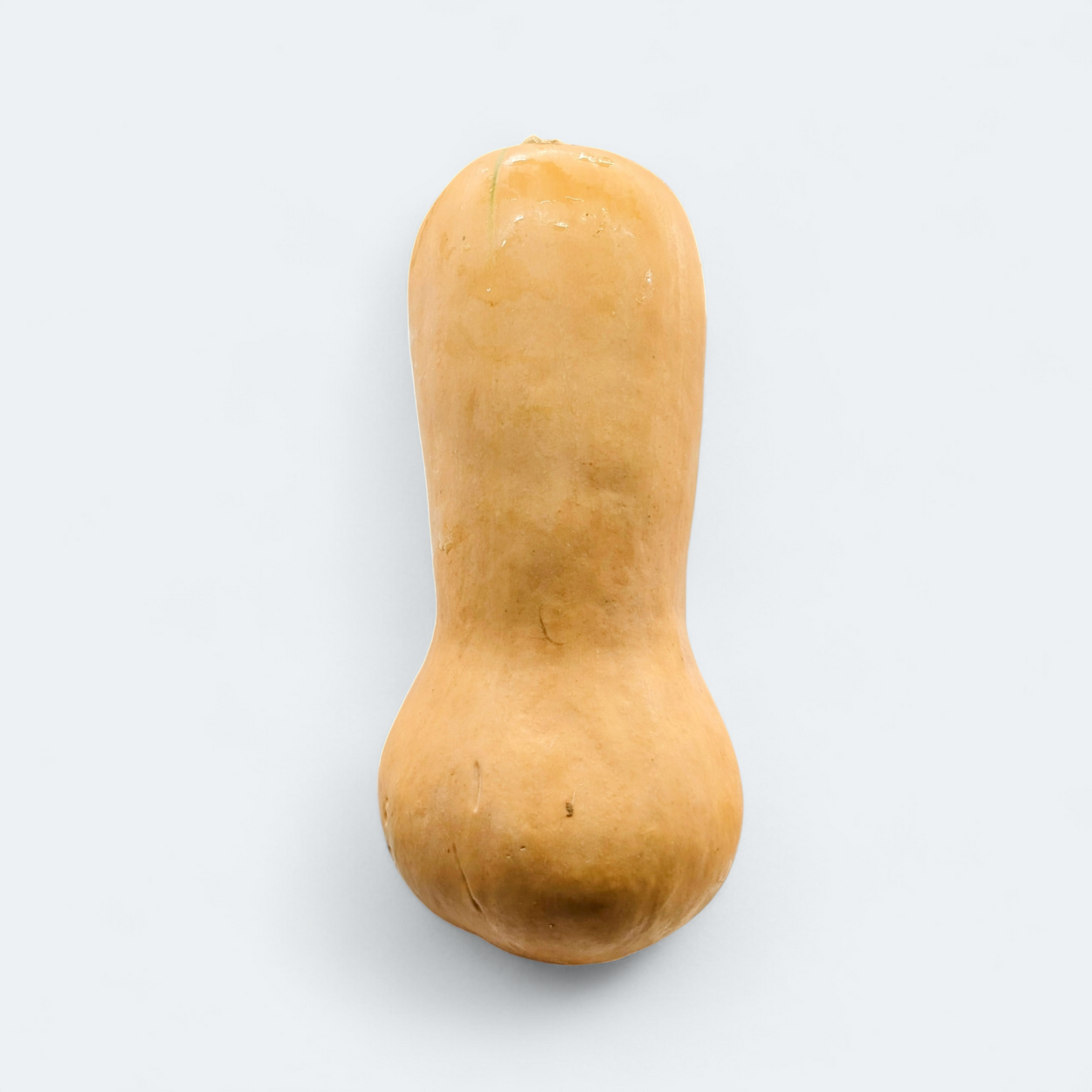 Buča Maslenka - 1 kos